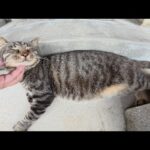 キジトラ猫がお地蔵様に見守られながらぐっすりとお昼寝する(YouTube)