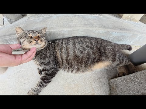 キジトラ猫がお地蔵様に見守られながらぐっすりとお昼寝する(YouTube)