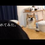 柴犬が猫の誕生日会で大暴れ？主役の座を奪う可愛すぎる現象が、これ。(YouTube)