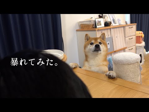 柴犬が猫の誕生日会で大暴れ？主役の座を奪う可愛すぎる現象が、これ。(YouTube)