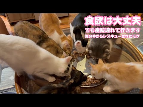 食欲は大丈夫  でも早めに病院へ連れて行きます  泥の中からレスキューされたモグ   2025 08 21 1(YouTube)