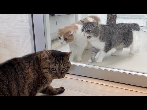 新入り猫と先住猫が思わぬ形で初対面したらまさかのこうなっちゃいました…(YouTube)