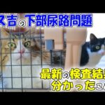 飼い猫さんが結晶、結石、膀胱炎を繰り返してる人は見て🐈わが家のボス吉が下部尿路疾患のスパイラルから脱却出来た方法と、最新の検査結果で分かったこと🐈(YouTube)