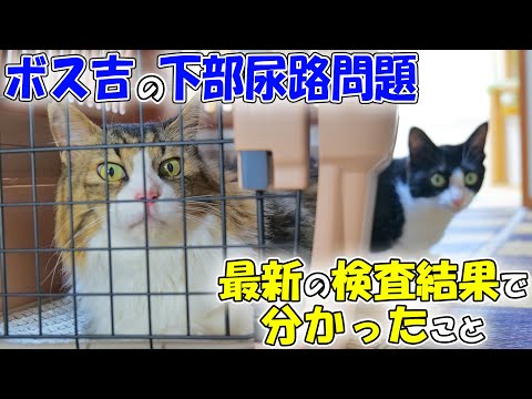 飼い猫さんが結晶、結石、膀胱炎を繰り返してる人は見て🐈わが家のボス吉が下部尿路疾患のスパイラルから脱却出来た方法と、最新の検査結果で分かったこと🐈(YouTube)