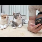 ネットショッピングしてたらおもちゃが欲しい猫たちが集まってきてこうなりましたw(YouTube)