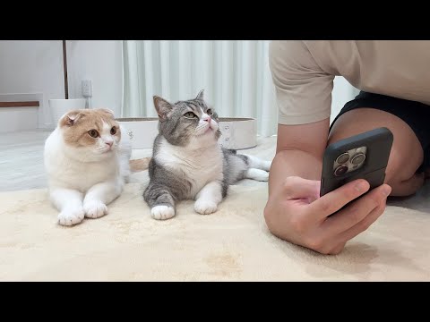 ネットショッピングしてたらおもちゃが欲しい猫たちが集まってきてこうなりましたw(YouTube)