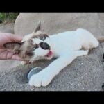 黒い鼻のシャム猫ちゃんがロッククライミングに挑戦！？(YouTube)