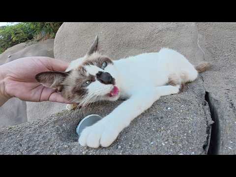 黒い鼻のシャム猫ちゃんがロッククライミングに挑戦！？(YouTube)