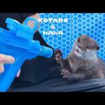 最新ウォーターマシンガンに見事にハマっちゃったカワウソ　Otter’s Love at First Shot of Spitfire Water Gun!(YouTube)