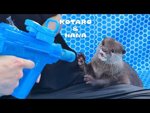 最新ウォーターマシンガンに見事にハマっちゃったカワウソ　Otter’s Love at First Shot of Spitfire Water Gun!(YouTube)