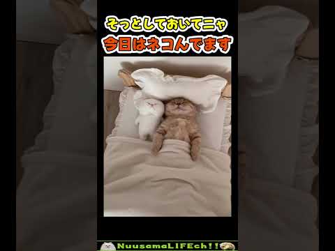 たまにはネコむ日もあるニャ😴 【寝込む猫】#猫 #cat(YouTube)