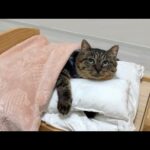 拾ってきた野良猫に初めて布団をプレゼントしたら安心し切ってこうなっちゃいました…(YouTube)