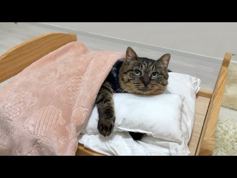 拾ってきた野良猫に初めて布団をプレゼントしたら安心し切ってこうなっちゃいました…(YouTube)