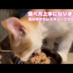 食べるのも上手になりました  泥の中からレスキューされたモグ   2025 08 01 1(YouTube)