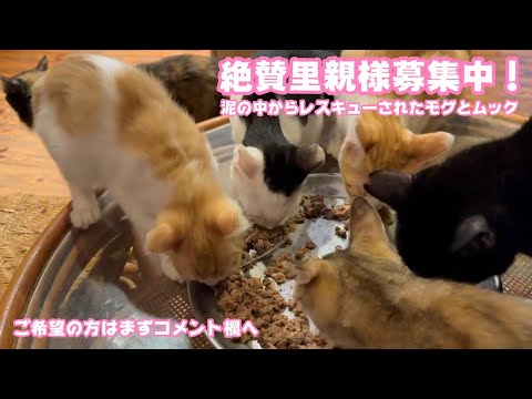 絶賛里親様募集中！  泥の中からレスキューされたモグとムック  ご質問はまずはコメント欄からお願い致します   2025 08 14 1(YouTube)