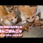 こんなに元気になりました  ごはんごはんニャ！  泥の中からレスキューされたモグ   2025 08 03 1(YouTube)