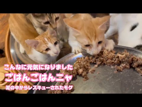 こんなに元気になりました  ごはんごはんニャ！  泥の中からレスキューされたモグ   2025 08 03 1(YouTube)