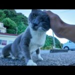 【神対応】フェリー乗り場のグレー猫、トコトコ歩いてきてデレデレ甘えてきた件💕(YouTube)