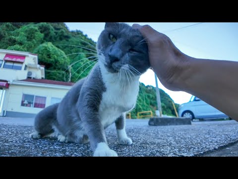 【神対応】フェリー乗り場のグレー猫、トコトコ歩いてきてデレデレ甘えてきた件💕(YouTube)