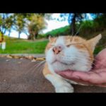 公園の猫ちゃんがゴロゴロ幸せそうで癒される(YouTube)
