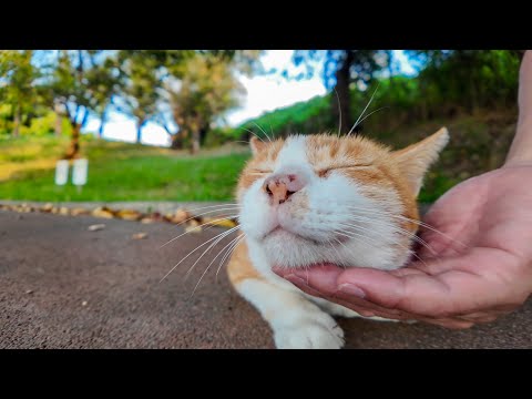公園の猫ちゃんがゴロゴロ幸せそうで癒される(YouTube)