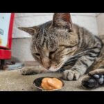 【瞬間覚醒】自販機前で爆睡してた猫、ちゅーるの気配で飛び起きたww(YouTube)