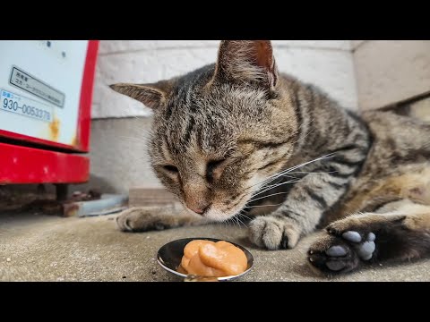 【瞬間覚醒】自販機前で爆睡してた猫、ちゅーるの気配で飛び起きたww(YouTube)