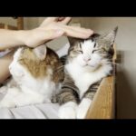 朝はエアコンの効いた涼しい部屋でマッタリする猫(YouTube)