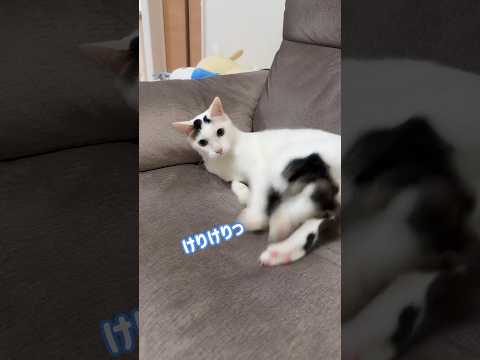 急に荒ぶりだすチロさん！！ #shorts(YouTube)