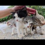 猫達がカメラの前でおしくらまんじゅうをしてナデナデの順番を競う(YouTube)