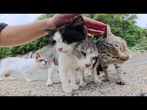 猫達がカメラの前でおしくらまんじゅうをしてナデナデの順番を競う(YouTube)