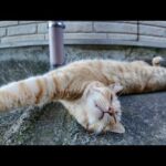 【平和ボケ注意】路地裏で爆睡する猫ちゃん、警戒心ゼロすぎて逆に心配になる件(YouTube)