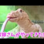どーなる？アルビノオオトカゲの繁殖チャレンジ【シンバ君初めての対面】(YouTube)