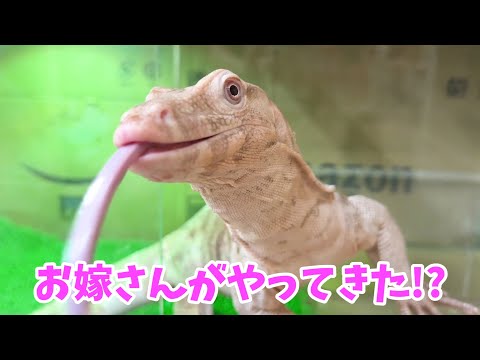 どーなる？アルビノオオトカゲの繁殖チャレンジ【シンバ君初めての対面】(YouTube)