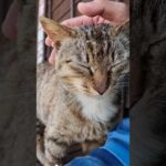 猫好き歓喜！猫島のフェリー乗り場が猫だらけで幸せすぎた…！(YouTube)