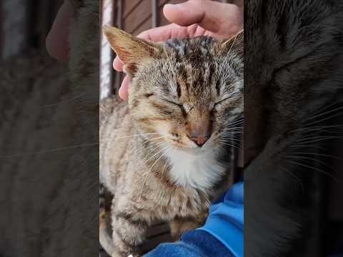 猫好き歓喜！猫島のフェリー乗り場が猫だらけで幸せすぎた…！(YouTube)