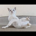 人間にモフられると、コテンと寝転んで転げ回るシャム猫ちゃん(YouTube)