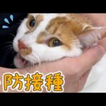 トロしゃんの年1の予防接種行ってきます！(YouTube)