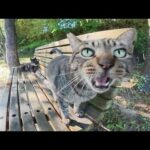 雨上がりの公園で「上手に雨宿りできたよ～」と報告してくる猫達(YouTube)