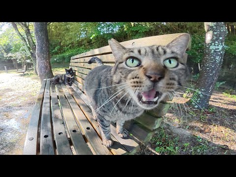 雨上がりの公園で「上手に雨宿りできたよ～」と報告してくる猫達(YouTube)
