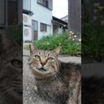 猫島の居酒屋の外の席に集まる猫達にもちゅーるをやってきた(YouTube)
