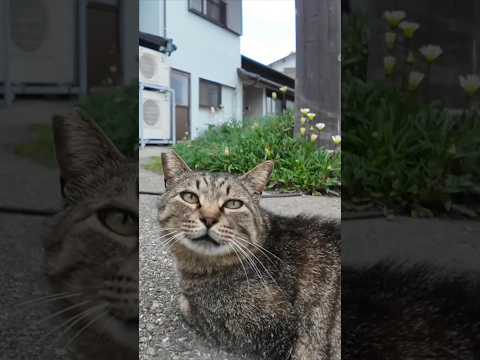 猫島の居酒屋の外の席に集まる猫達にもちゅーるをやってきた(YouTube)