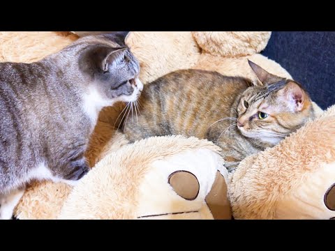 我が家の姫猫は子猫の頃から今でも甘えたくなると「ん～」と鳴いてウロウロします(YouTube)