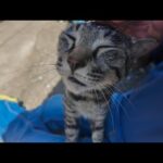 日陰で休む猫の隣に座ったらまさかの膝乗り発動！かわいすぎて動けない(YouTube)