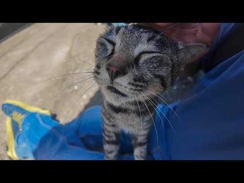 日陰で休む猫の隣に座ったらまさかの膝乗り発動！かわいすぎて動けない(YouTube)