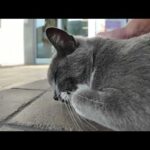 ナデナデすると鳩みたいに鳴く猫が可愛すぎた…！(YouTube)