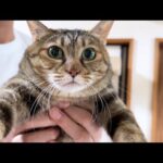 8匹の猫たちが順番待ちをしている姿が可愛すぎました【爪切りを待つ猫たち】(YouTube)