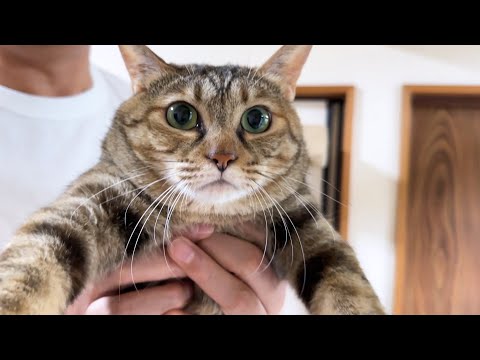 8匹の猫たちが順番待ちをしている姿が可愛すぎました【爪切りを待つ猫たち】(YouTube)
