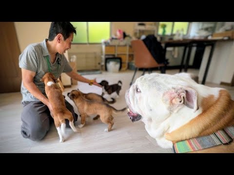子犬の育児で悩み事が出来たのでドッグトレーナーに相談してみた結果…(YouTube)