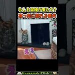 誰が来てもすぐに隠れるワン😂【犬】 #犬 #dog(YouTube)